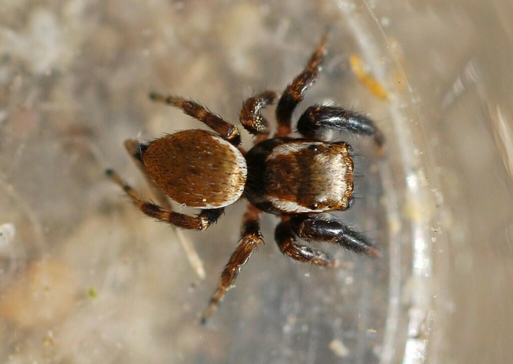 Evarcha laetabunda