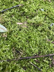 Brachythecium rutabulum