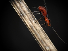 Braconinae