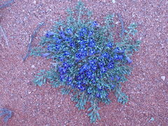 Aptosimum procumbens