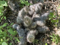 Mammillaria
