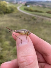 Pachytrachis gracilis