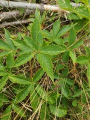 Rubus setosus