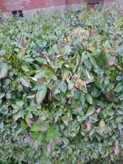 Trachelospermum asiaticum