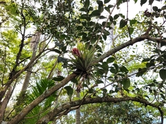 Tillandsia geminiflora