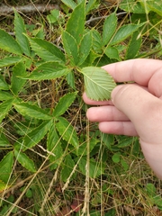 Rubus setosus
