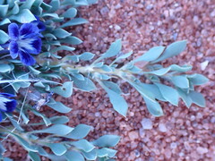 Aptosimum procumbens