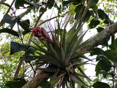 Tillandsia geminiflora