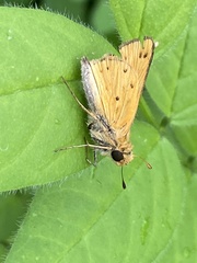 Hylephila phyleus phyleus