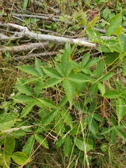 Rubus setosus