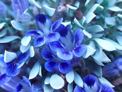 Aptosimum procumbens