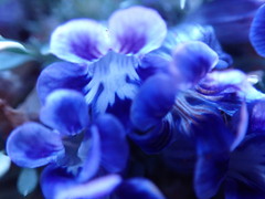 Aptosimum procumbens