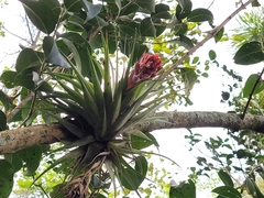 Tillandsia geminiflora