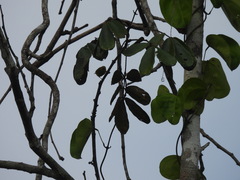 Zosterops stenocricotus