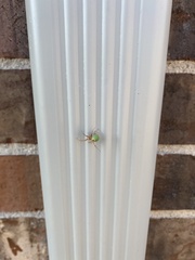 Araneus detrimentosus