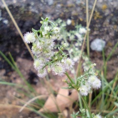 Galium