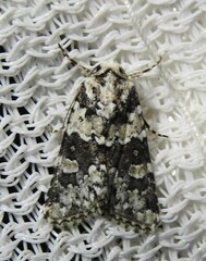 Lacinipolia strigicollis