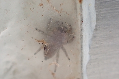 Plexippus paykulli