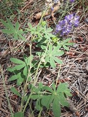 Lupinus argenteus