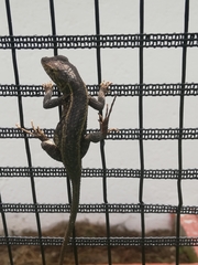 Sceloporus siniferus