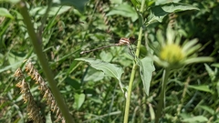 Lestidae