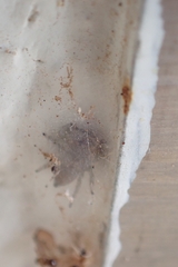 Plexippus paykulli