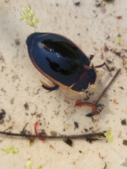 Dytiscus verticalis