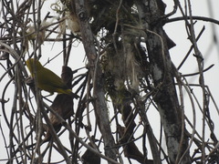 Zosterops stenocricotus