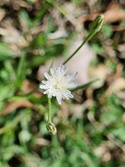 Hypochaeris albiflora