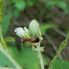 Camponotus americanus