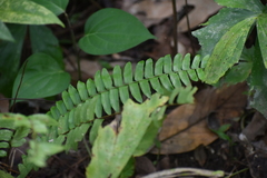 Adiantum latifolium