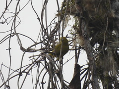 Zosterops stenocricotus