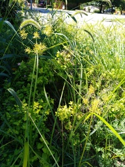 Cyperus strigosus