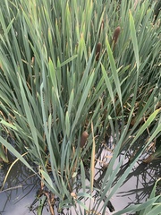 Typha latifolia