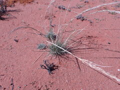 Stipagrostis ciliata