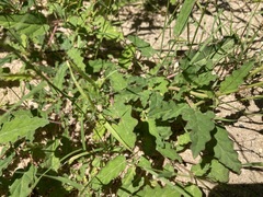 Boerhavia xantii