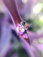 Trigona fulviventris