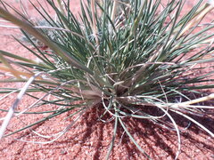 Stipagrostis ciliata