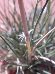 Stipagrostis ciliata