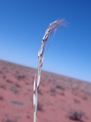 Stipagrostis ciliata