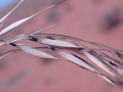 Stipagrostis ciliata