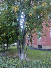 Laburnum anagyroides