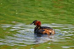 Tachybaptus ruficollis