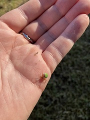Araneus detrimentosus