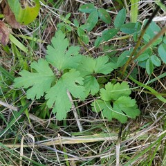 Anemone virginiana