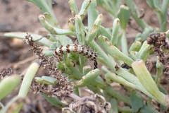 Utetheisa pulchella