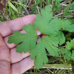 Anemone virginiana