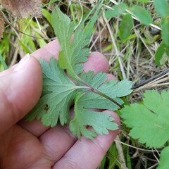 Anemone virginiana