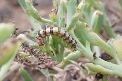 Utetheisa pulchella