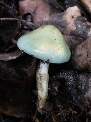 Stropharia aeruginosa